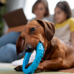 Quels jouets acheter pour s&rsquo;amuser avec son chien ?