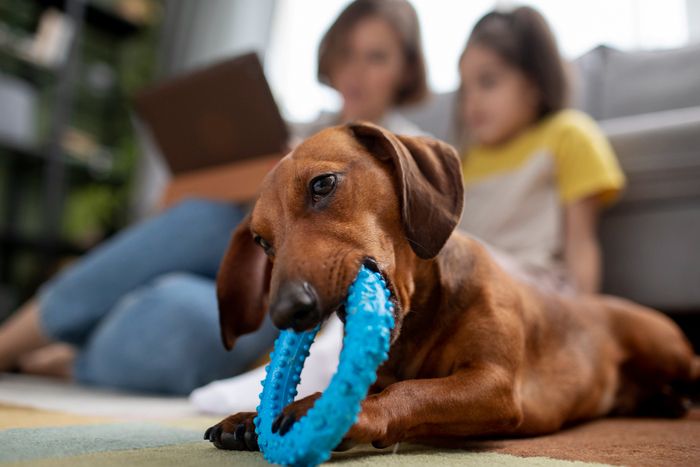 jouets-chien-choisir