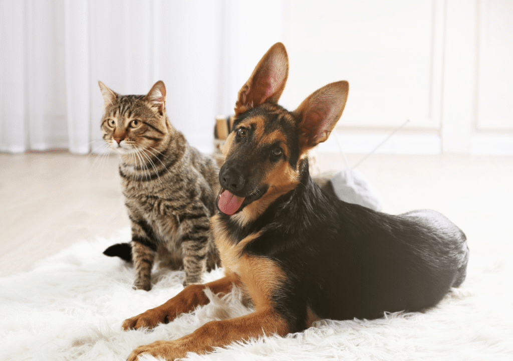 avantages animal domestique