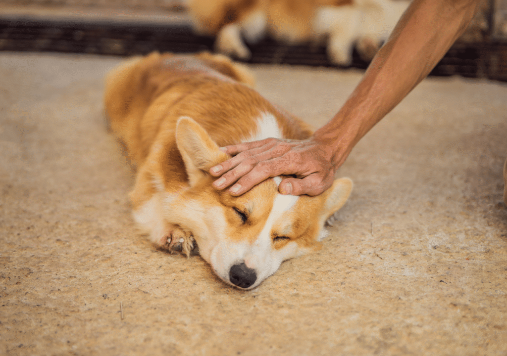 bienfaits animal domestique
