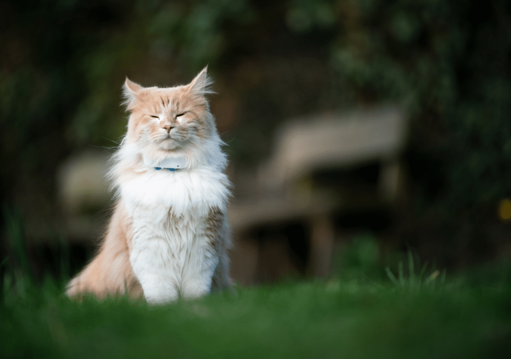 coût collier gps chat sans abonnement