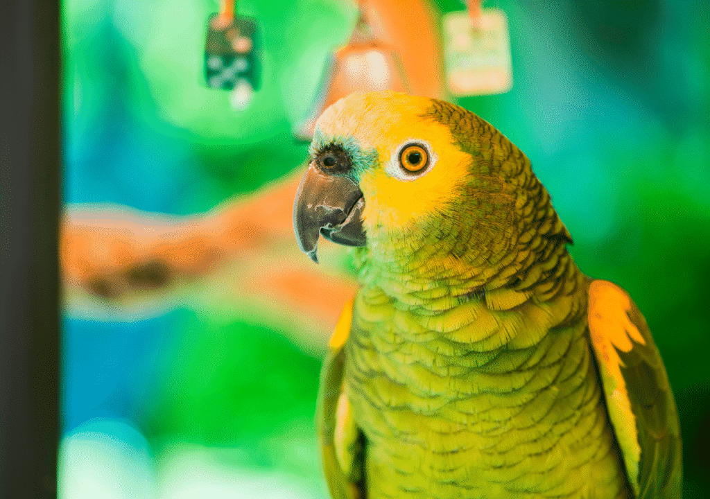 les avantages d'un animal domestique