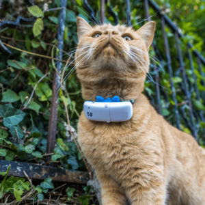Quel budget pour un collier GPS chat sans abonnement ?