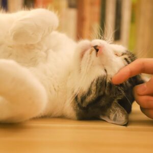Accessoires de voyage pour chat : Ce que vous devez absolument avoir