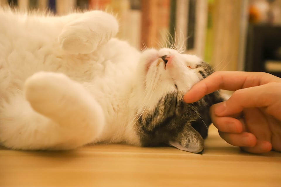 chat 2