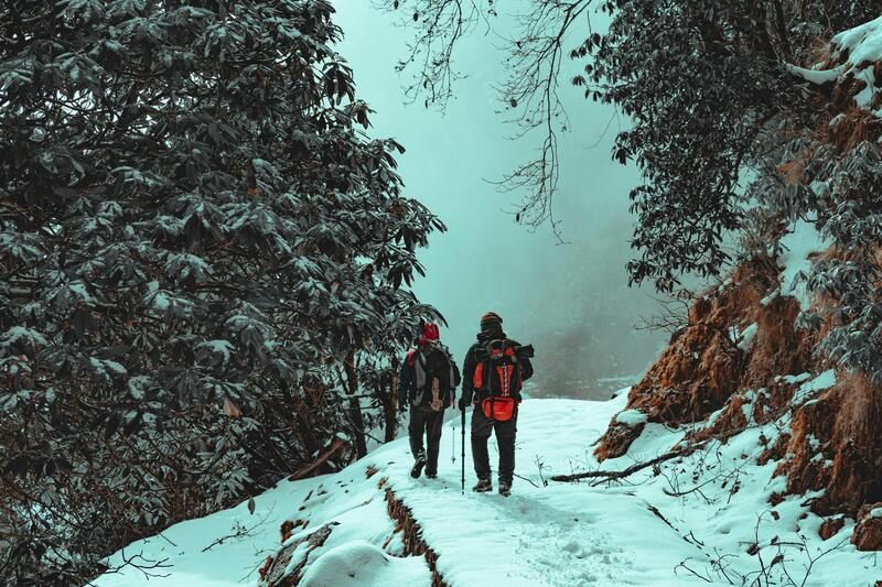 balade en forêt en hiver