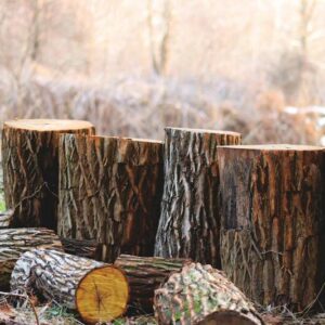Bois de chauffage : quand faut-il le couper?