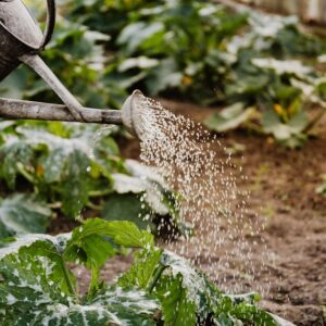 Optimiser l&rsquo;arrosage dans les petits jardins : solutions efficaces et pratiques