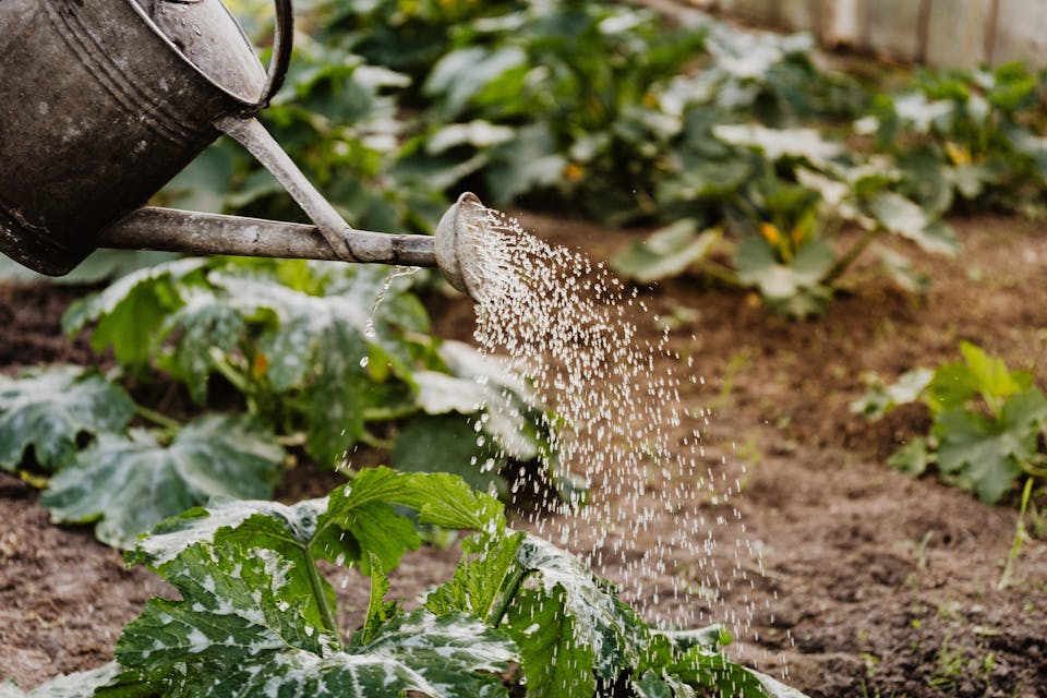 équipements d'arrosage pour les petits jardins 2