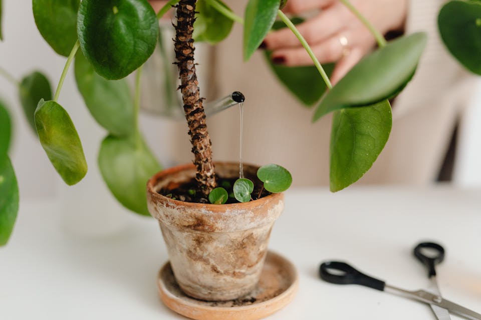 équipements d'arrosage pour les petits jardins 3