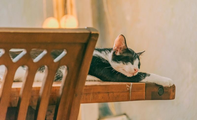 chat noir et blanc