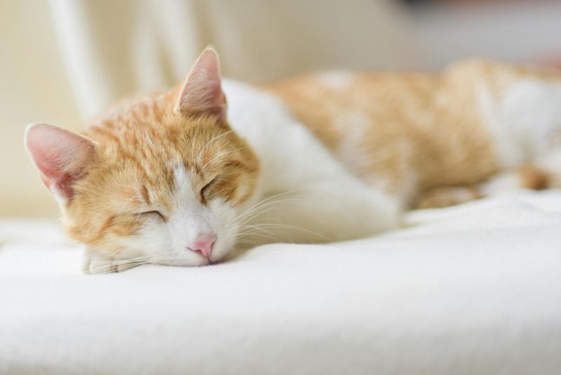 chat roux et blanc