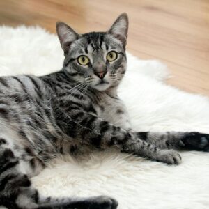 Aménager un coin cosy pour chat dans une petite chambre : astuces et idées