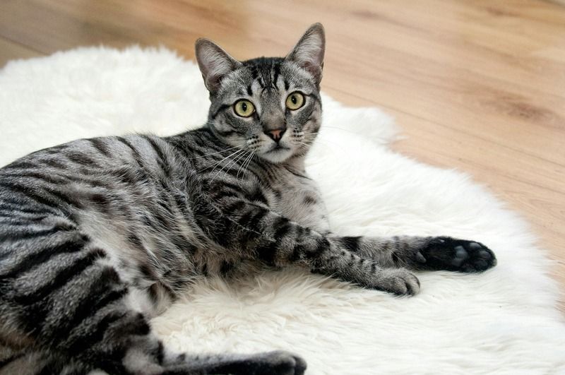 chat tigré argenté