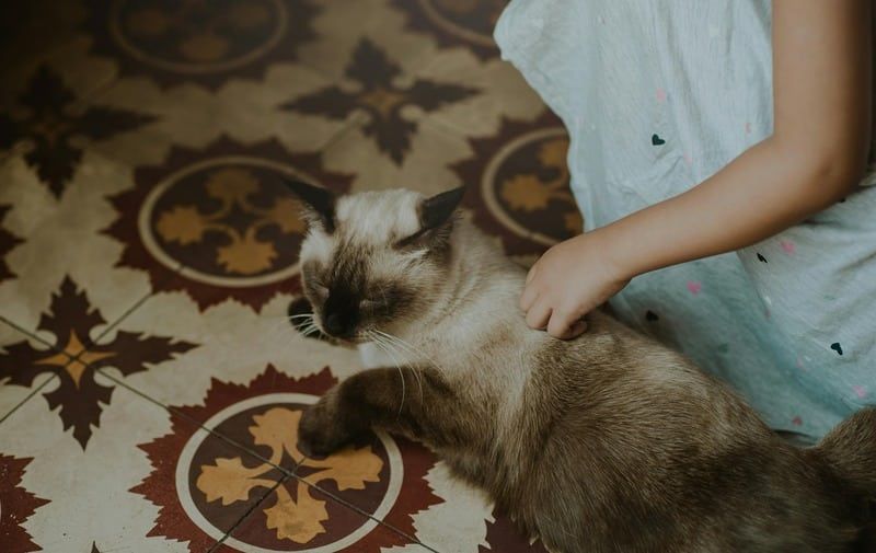 jouer avec un chat