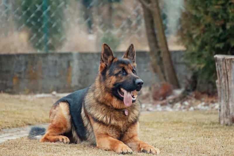 Un berger allemand en plein dressage