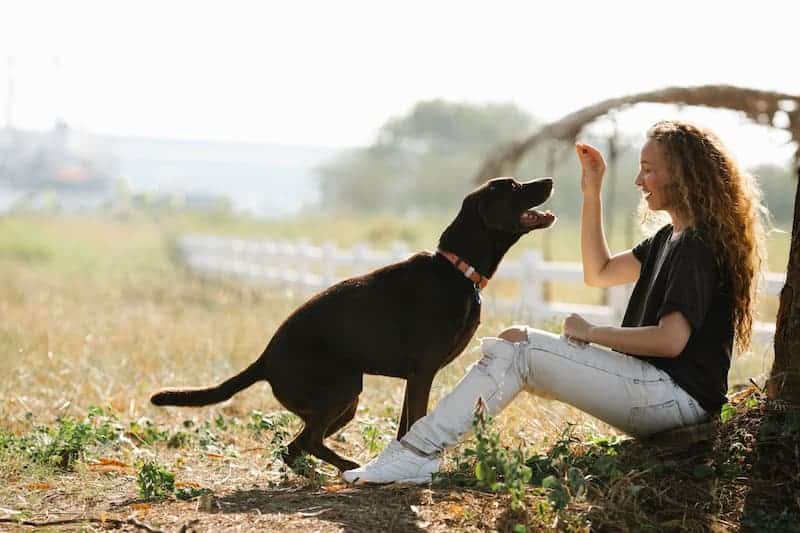 Un labrador et sa maitresse