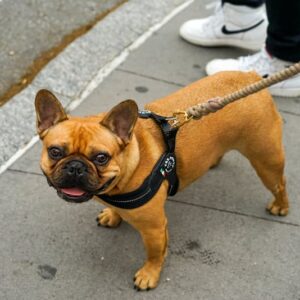 Promener son bouledogue français : les accessoires indispensables