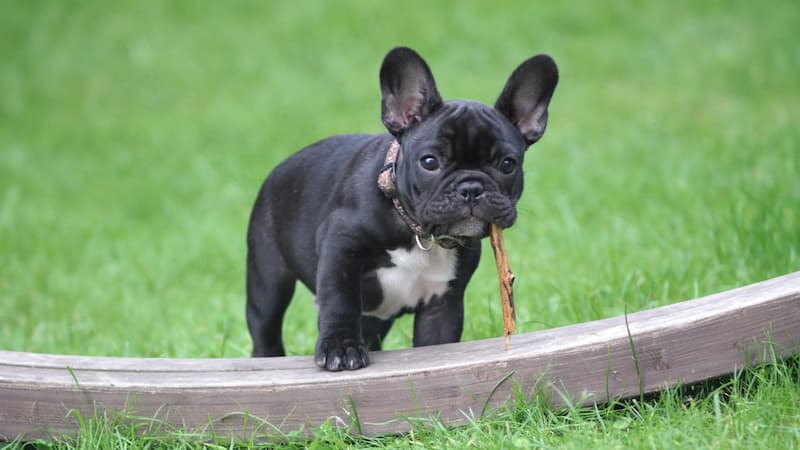 Un bouledogue français