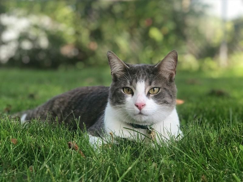 chat dans le jardin