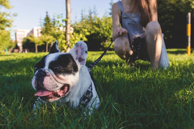 bouledogue français à l'extérieur