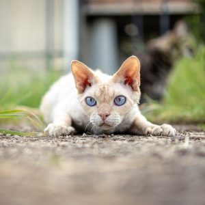 Devon Rex et nourrisson : précautions et anecdotes de jeunes parent