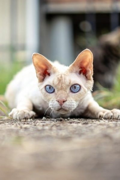 Devon Rex et nourrisson : précautions et anecdotes de jeunes parent