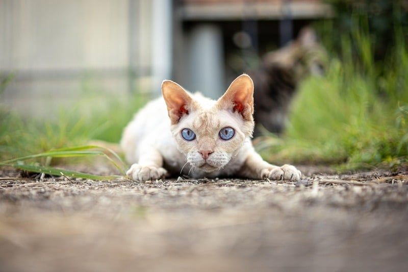 un devon rex